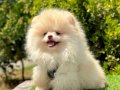 Pomeranian Yavrularımız Yuva Bekliyor 