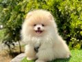 Pomeranian Yavrularımız Yuva Bekliyor 