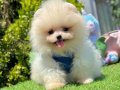 Ayıcık Yavrular Pomeranian Güzel Bebekler 