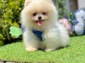 Ayıcık Yavrular Pomeranian Güzel Bebekler 