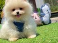 Ayıcık Yavrular Pomeranian Güzel Bebekler 