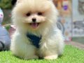 Ayıcık Yavrular Pomeranian Güzel Bebekler 