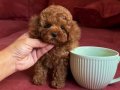 Orjinal Tüy Dökmeyen Toy Poodle Yavrular 