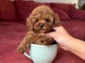 Orjinal Tüy Dökmeyen Toy Poodle Yavrular 