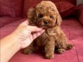 Orjinal Tüy Dökmeyen Toy Poodle Yavrular 