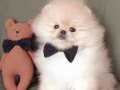 Ayıcık Suratlı Boo Pomeranian Mini Boy Yavrular 