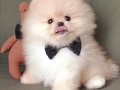 Ayıcık Suratlı Boo Pomeranian Mini Boy Yavrular 