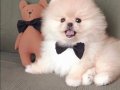 Ayıcık Suratlı Boo Pomeranian Mini Boy Yavrular 
