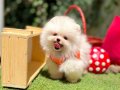 Ayı Surat Safkan Pomeranian Aile Bekliyor