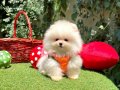Ayı Surat Safkan Pomeranian Aile Bekliyor