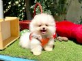 Ayı Surat Safkan Pomeranian Aile Bekliyor