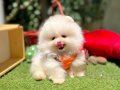 Ayı Surat Safkan Pomeranian Aile Bekliyor