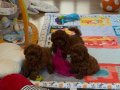 Irk ve Sağlık Garantili Toy Poodle Mini Yavrular 