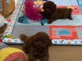 Irk ve Sağlık Garantili Toy Poodle Mini Yavrular 