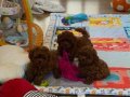 Irk ve Sağlık Garantili Toy Poodle Mini Yavrular 