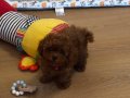 Irk ve Sağlık Garantili Toy Poodle Mini Yavrular 