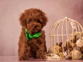 Red Brown Yüksek Kalite Toy Poodle Yavrular 