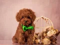 Red Brown Yüksek Kalite Toy Poodle Yavrular 
