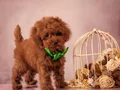 Red Brown Yüksek Kalite Toy Poodle Yavrular 