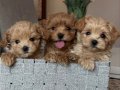 Eşsiz Güzellikte Maltipoo Mini Yavrular  