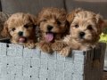 Eşsiz Güzellikte Maltipoo Mini Yavrular  
