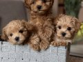 Eşsiz Güzellikte Maltipoo Mini Yavrular  