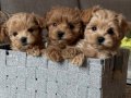 Eşsiz Güzellikte Maltipoo Mini Yavrular  