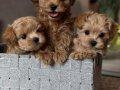Eşsiz Güzellikte Maltipoo Mini Yavrular  