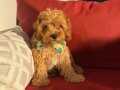 TÜY DÖKMEYEN HİPOALERJENİK TEACUP MALTİPOO YAVRULAR 