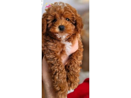 2.5 aylık poodle çift renk