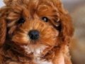 2.5 aylık poodle çift renk