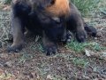 Bebişlerimiz yeni doğdu yeni sahiplerine şimdiden hayırlısı