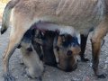 Bebişlerimiz yeni doğdu yeni sahiplerine şimdiden hayırlısı