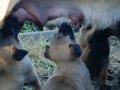 Bebişlerimiz yeni doğdu yeni sahiplerine şimdiden hayırlısı