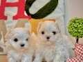 Profesyonel Maltese yetistiricisinden  orijinal Maltese yavr