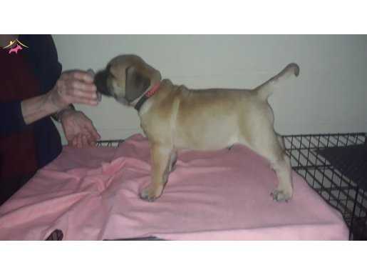 Guardia Turca Mastiff Üretim Merkezinden