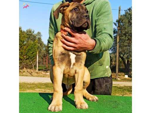 Türkiye'de Tek! Muhteşem Bullmastiff Yavrular