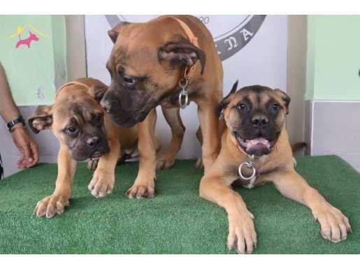 Türkiye'de Tek! Muhteşem Bullmastiff Yavrular