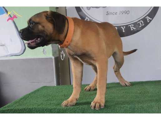 Türkiye'de Tek! Bullmastiff Yavrularımız