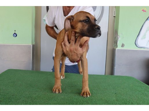 Muhteşem Bullmastiff Yavrular