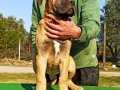 Türkiye'de Tek! Muhteşem Bullmastiff Yavrular