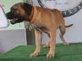 Türkiye'de Tek! Bullmastiff Yavrularımız