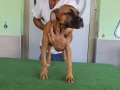 Muhteşem Bullmastiff Yavrular