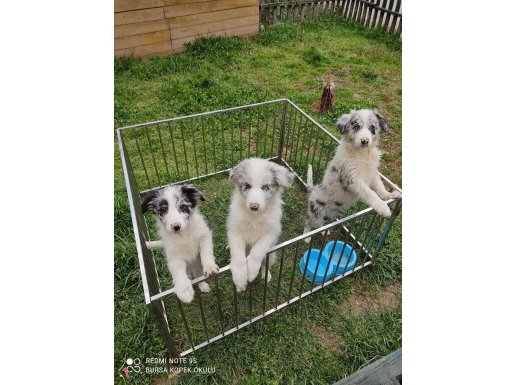 Zeka küpü border collie yavrularımız