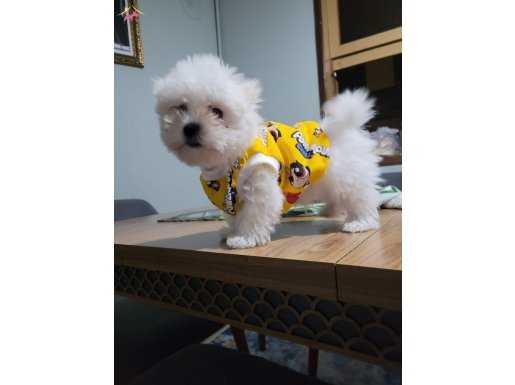 Minik maltase terrier yavrularımız