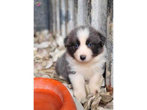Border collie yavrularımız 