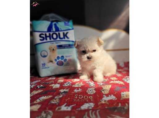 Minik maltese terier yavrularımız 