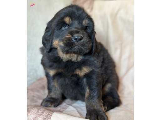 Ruhsatlı üretim çiftliğinden Tibet mastiff yavruları 