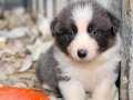 Border collie yavrularımız 