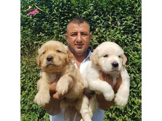 mükemmel kalitede golden yavrularımız